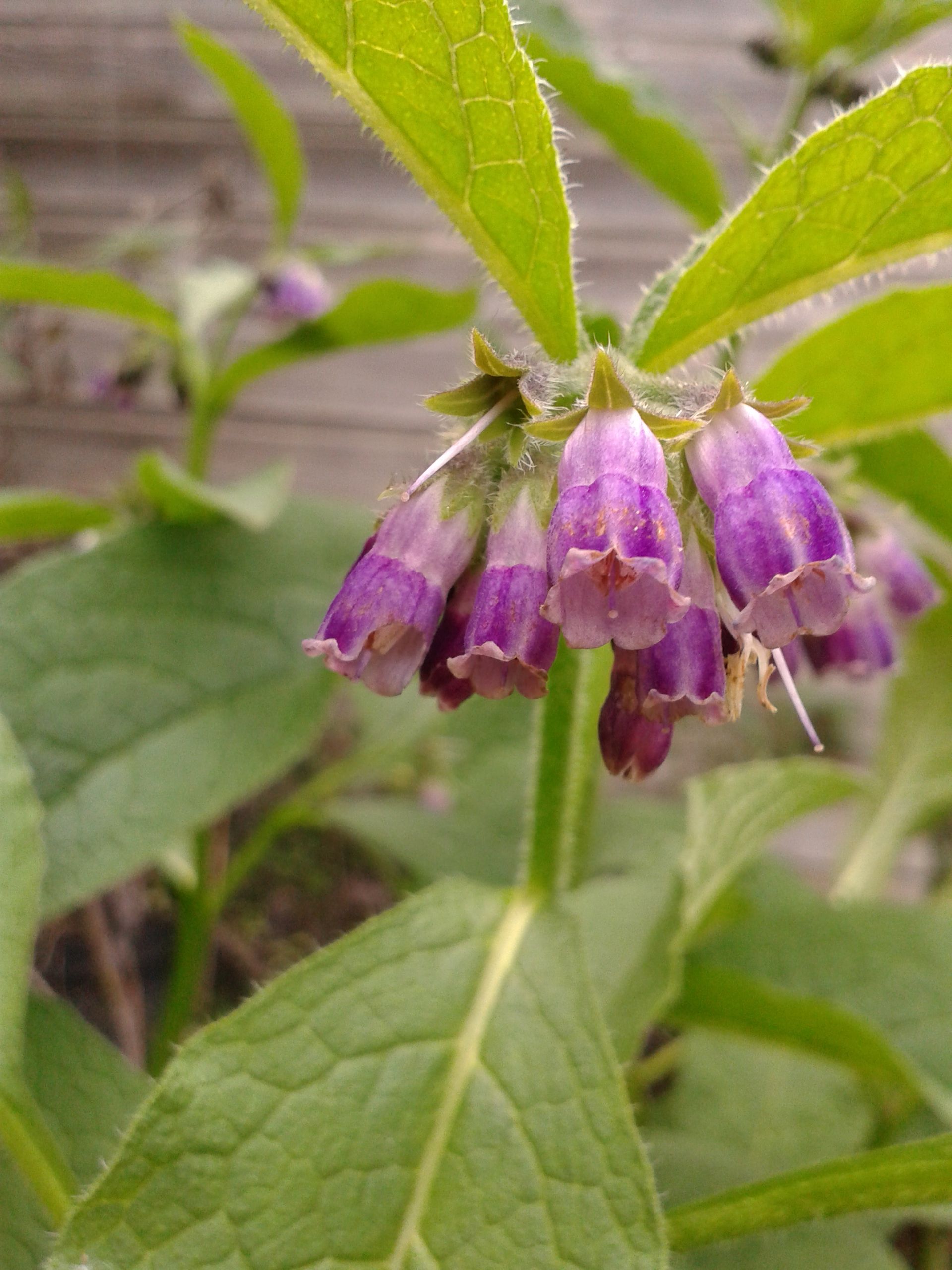 Comfrey