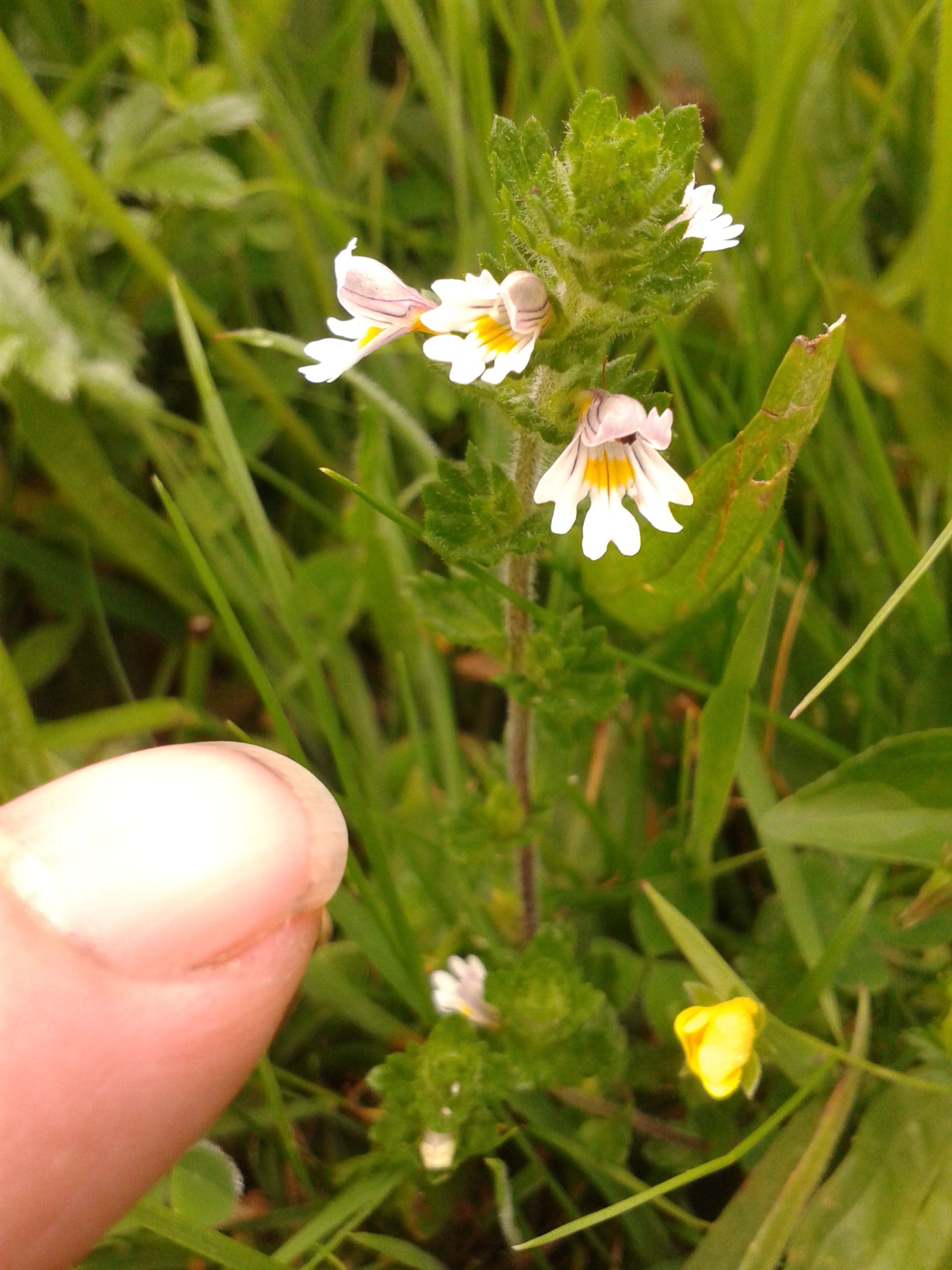 Eyebright