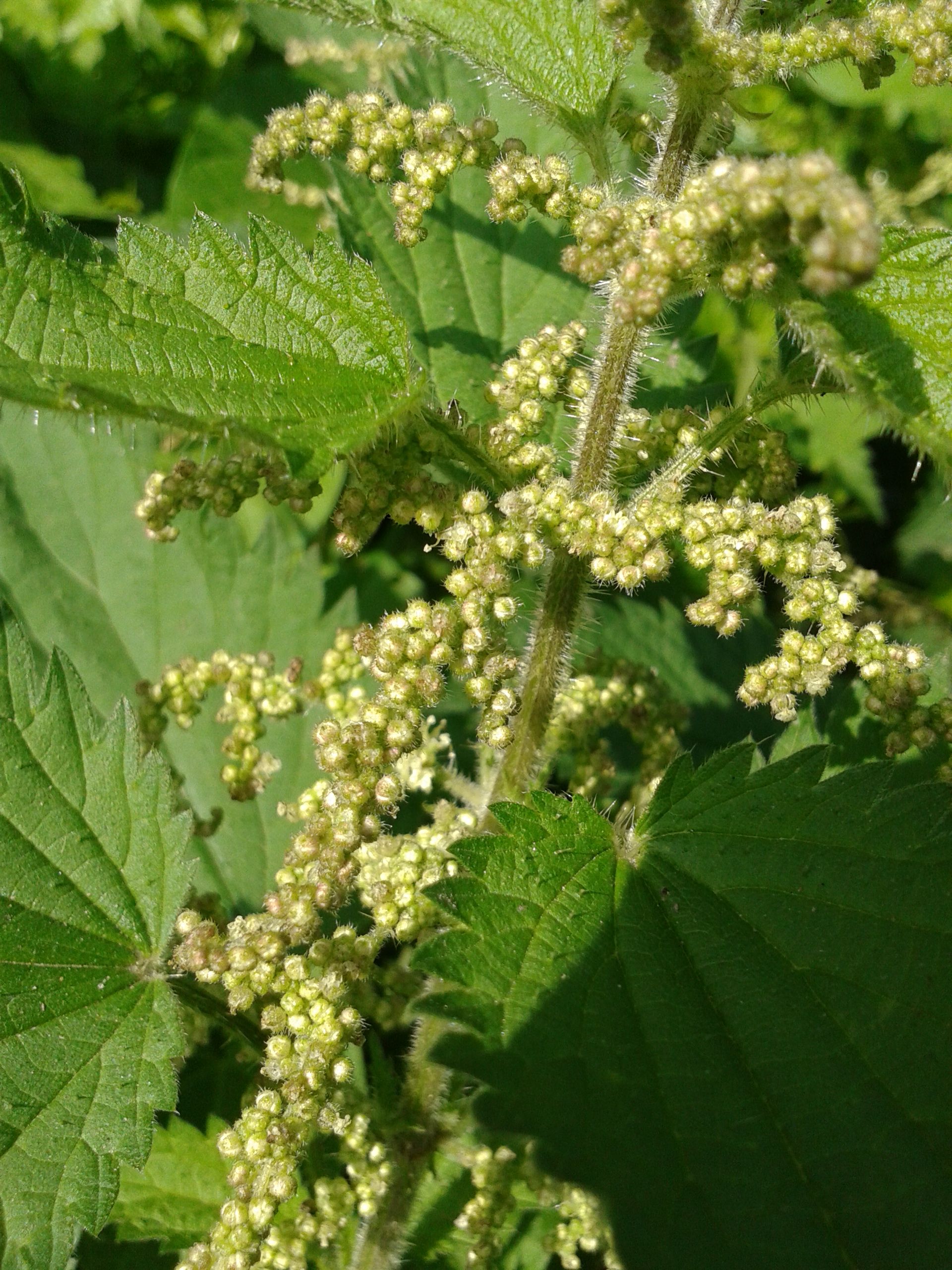 Plant image 1