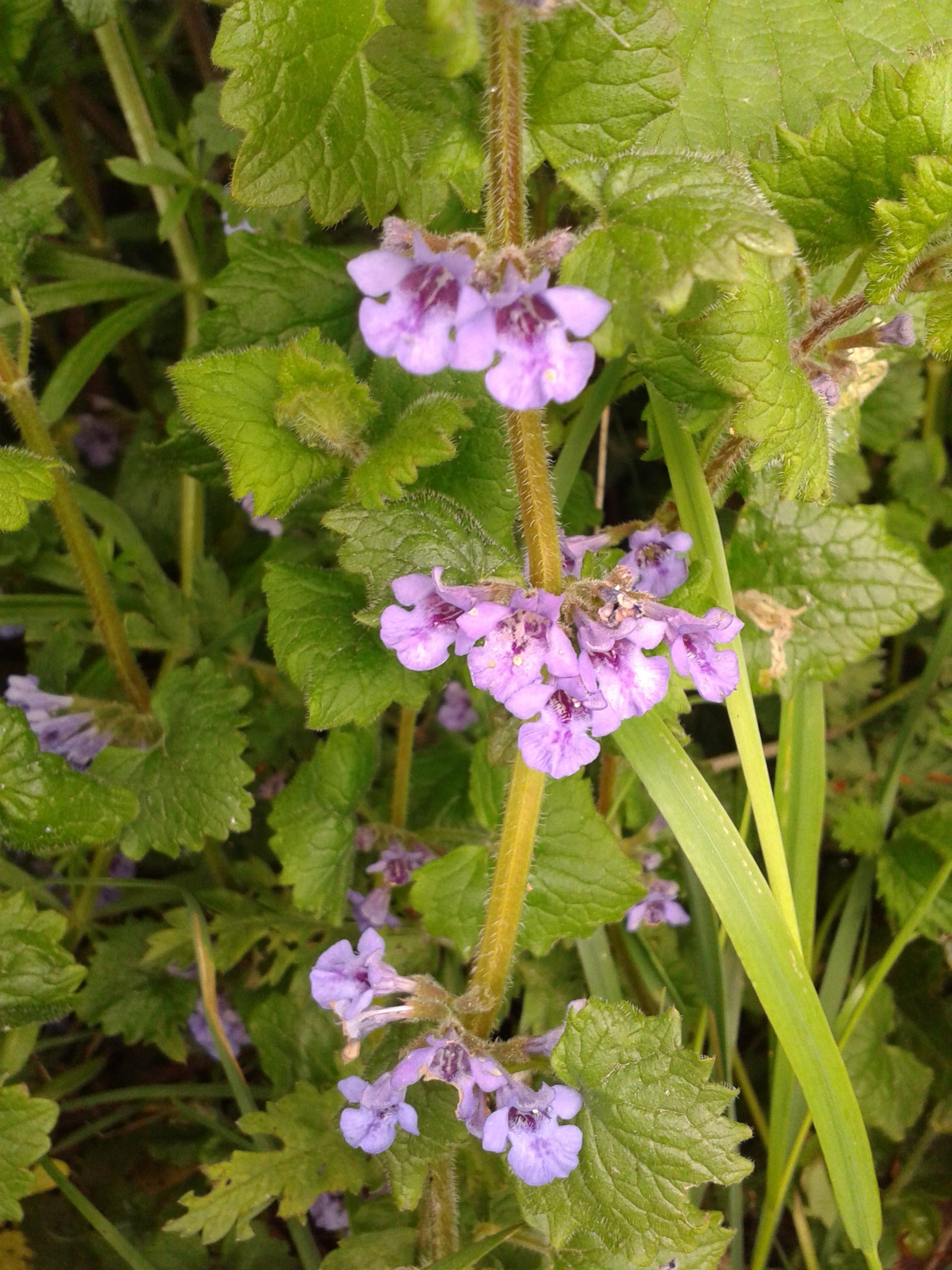 Ground Ivy