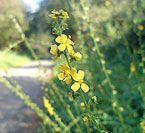 Agrimony
