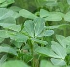 Fenugreek