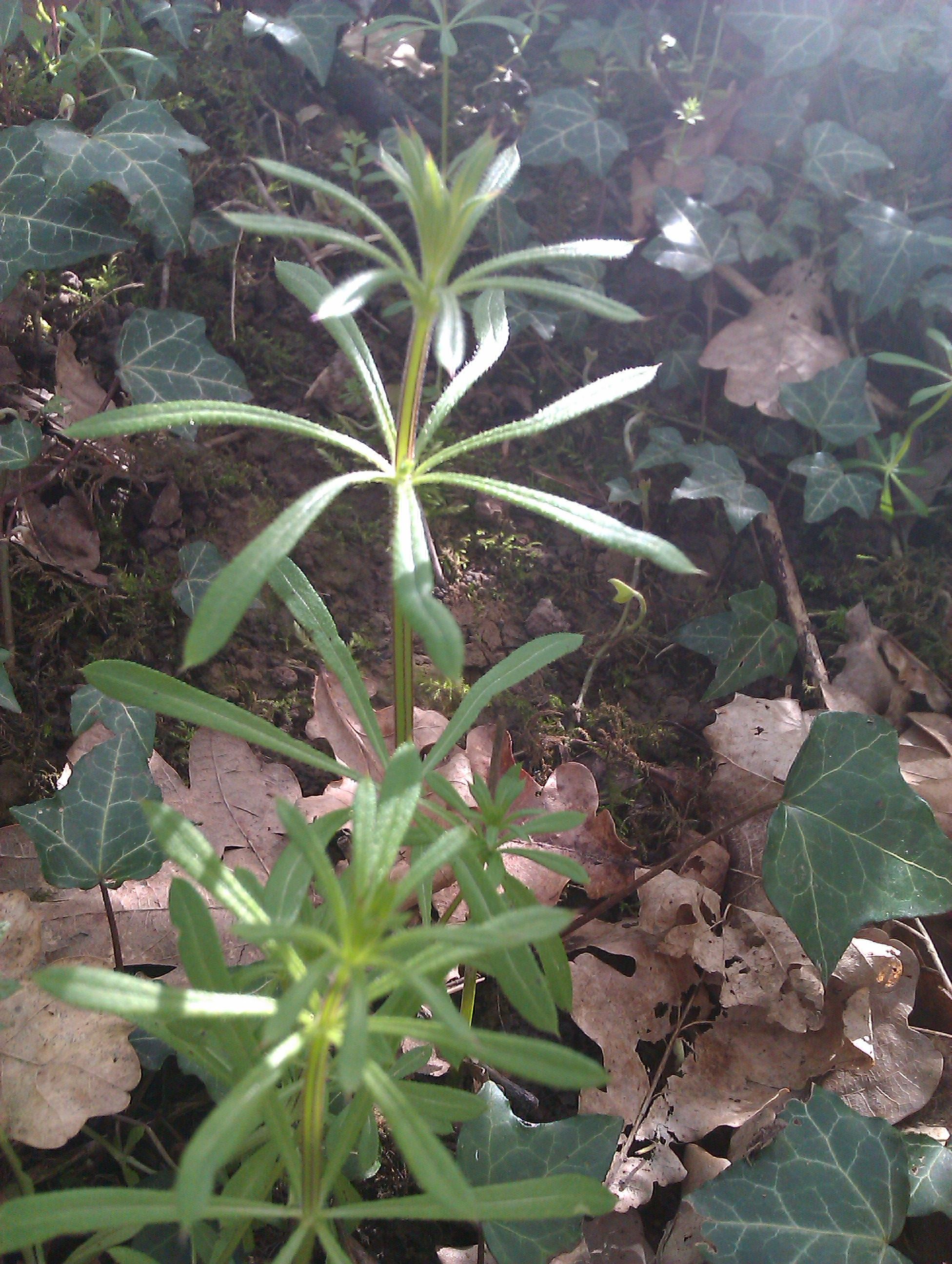 Plant image 1