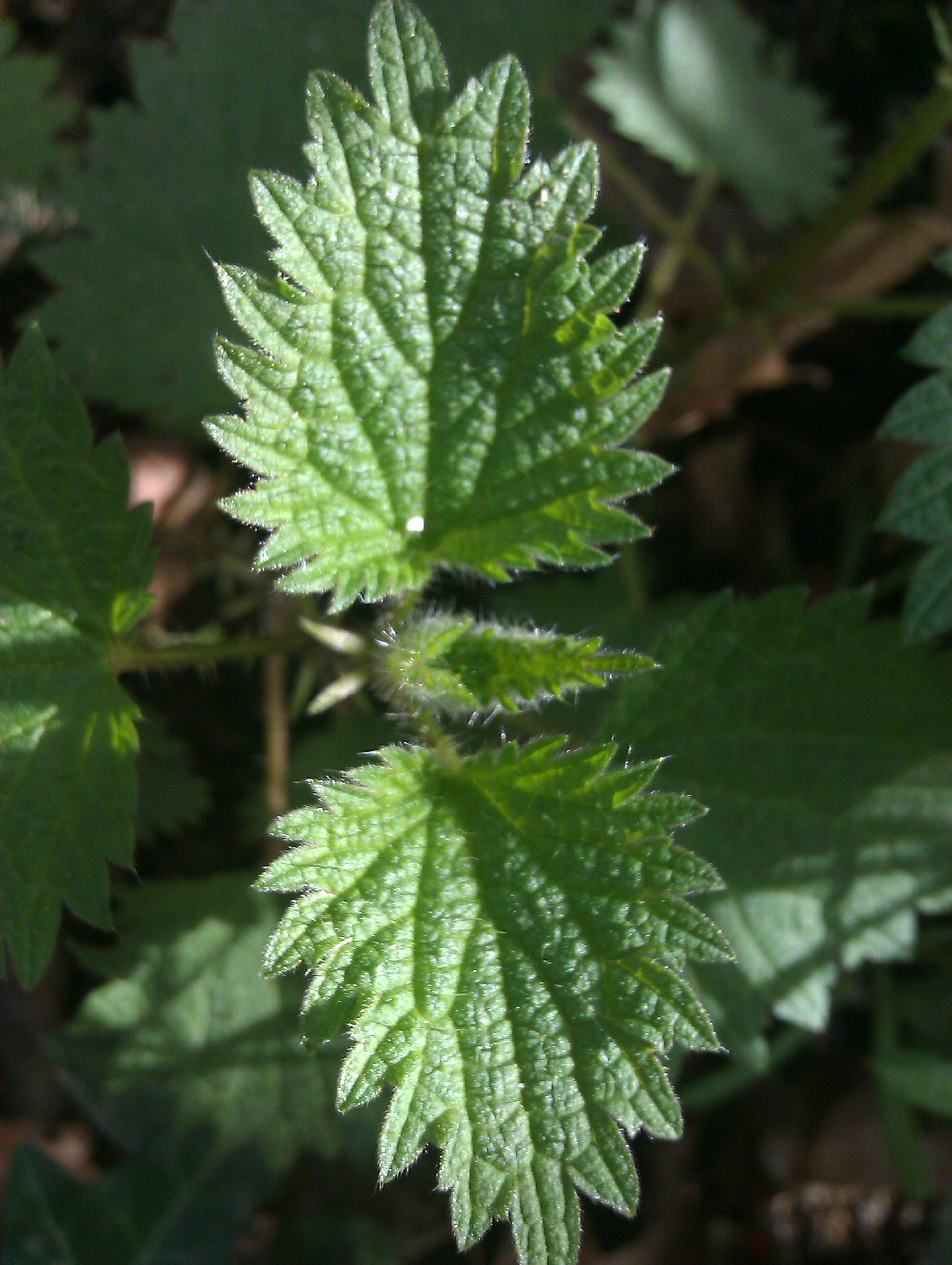 Nettle