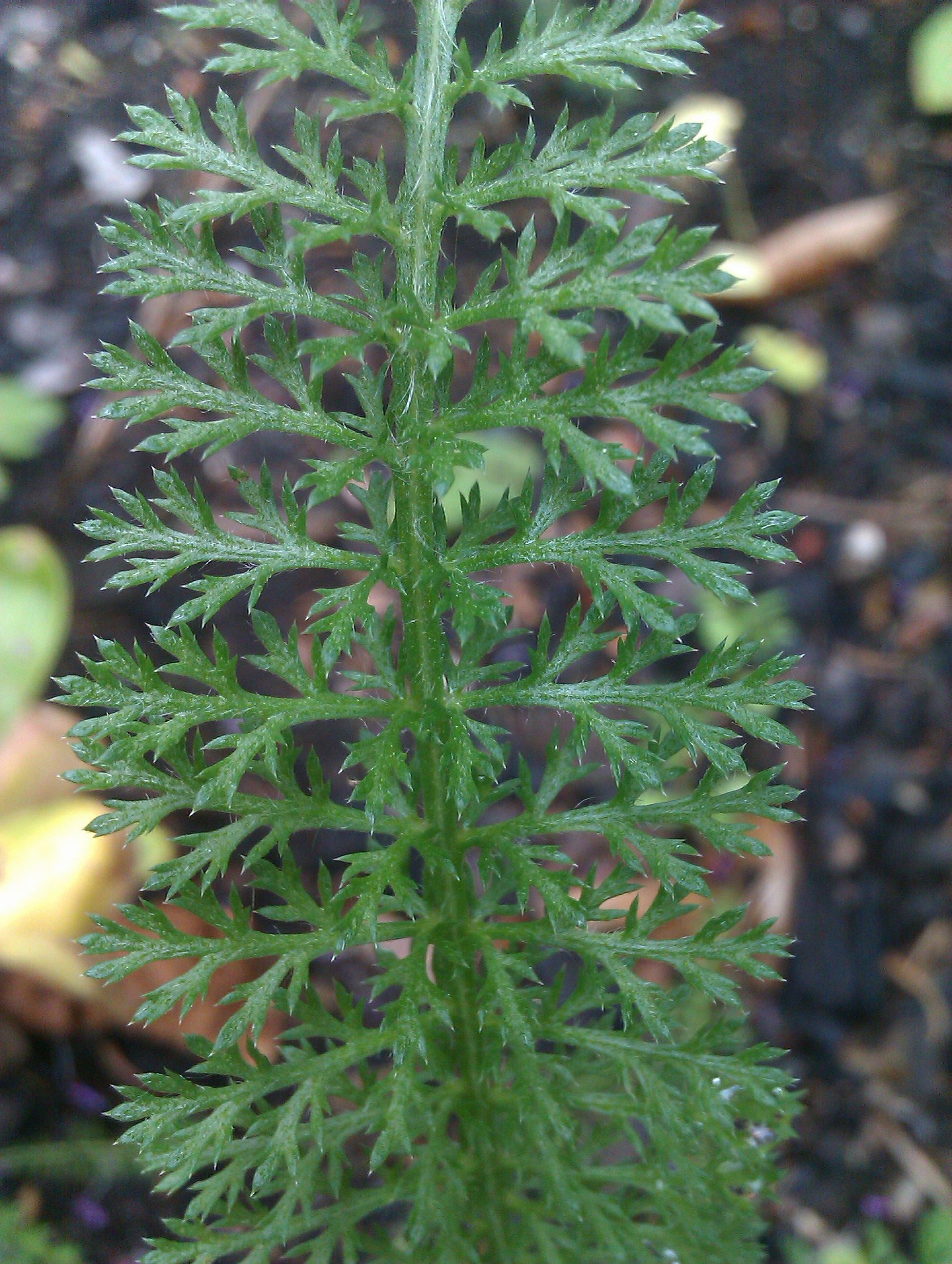 Plant image 2