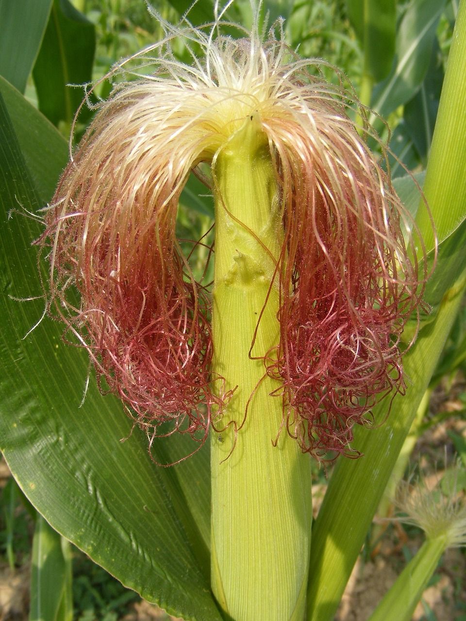 Cornsilk