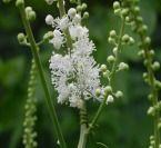 Black cohosh