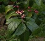 Cascara sagrada Bark