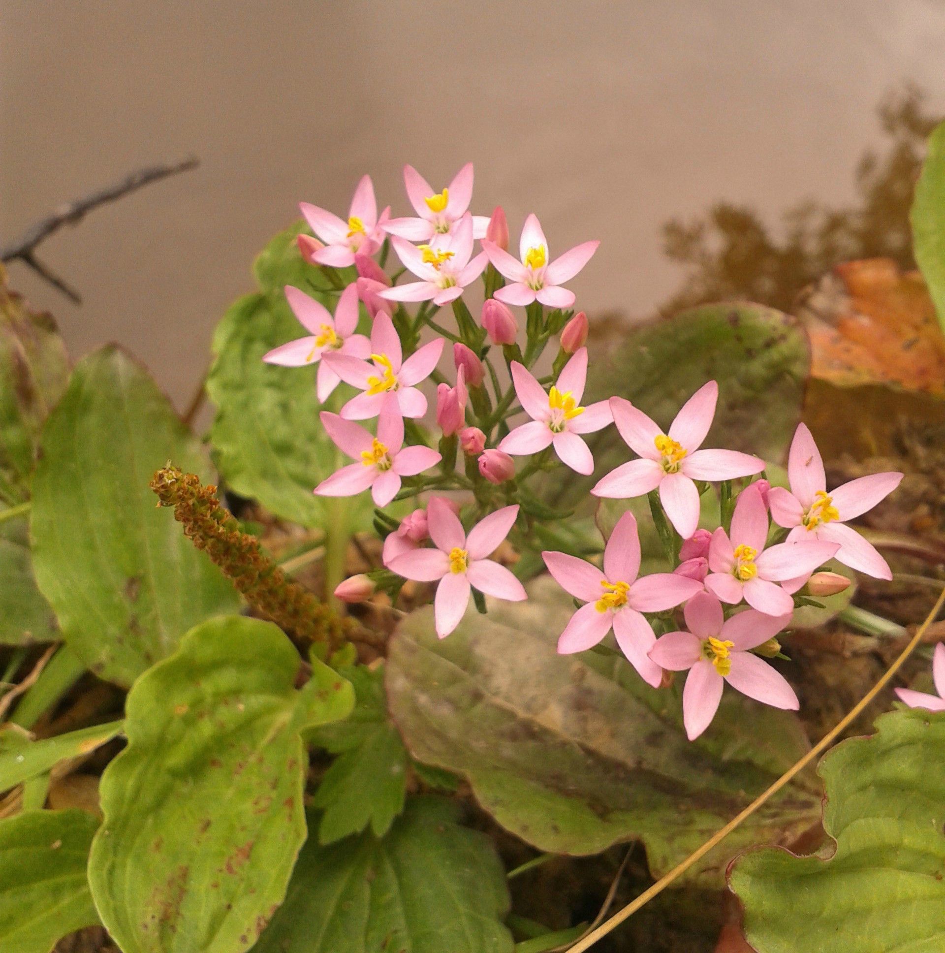 Centaury