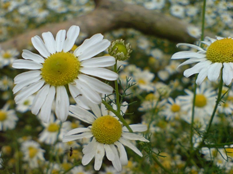 Chamomile
