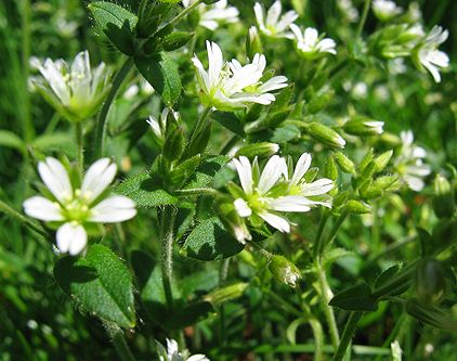 Chickweed