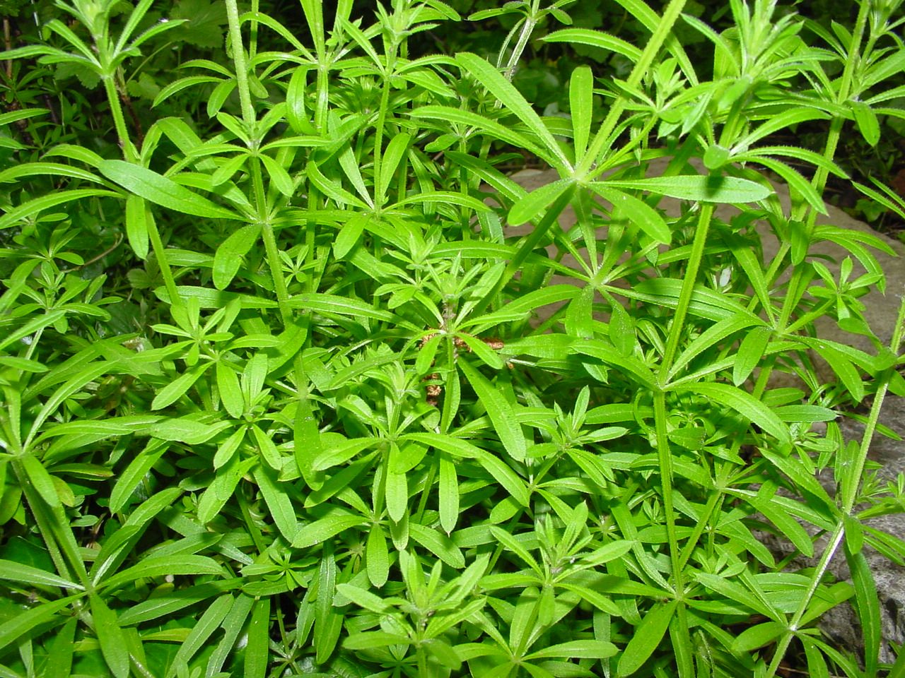 Cleavers