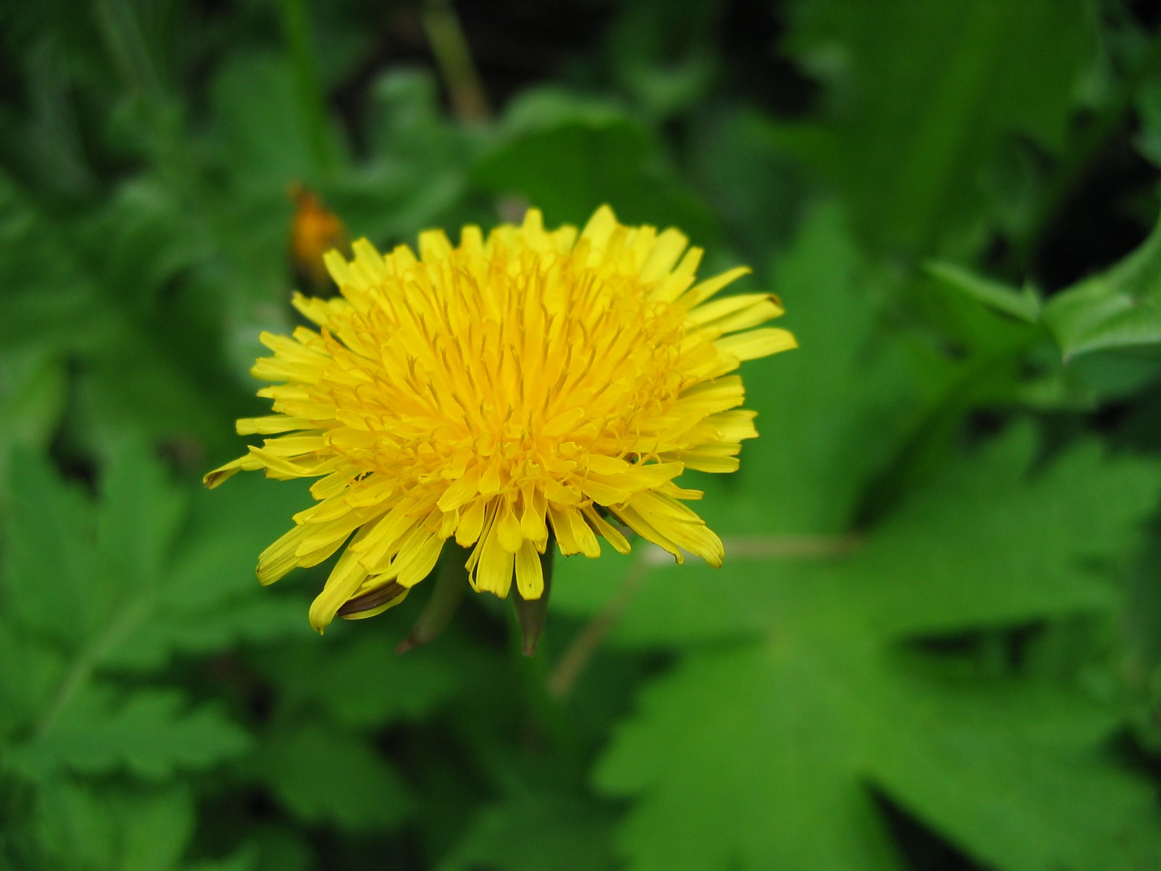 Dandelion