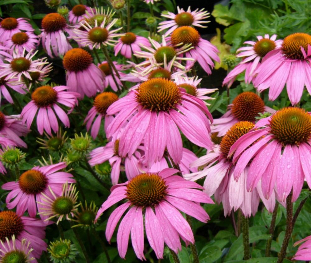Echinacea