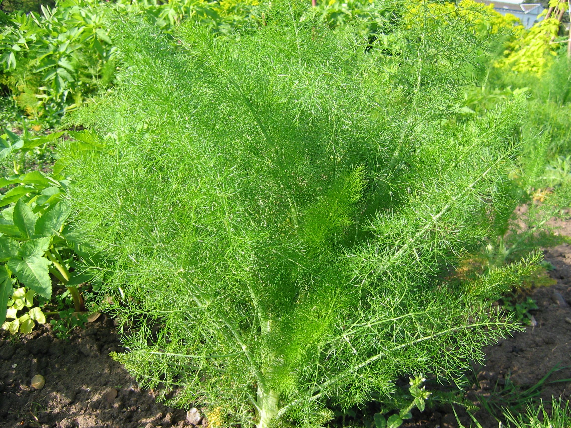 Fennel