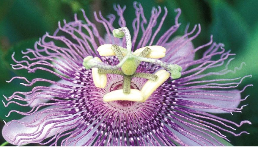 Passionflower