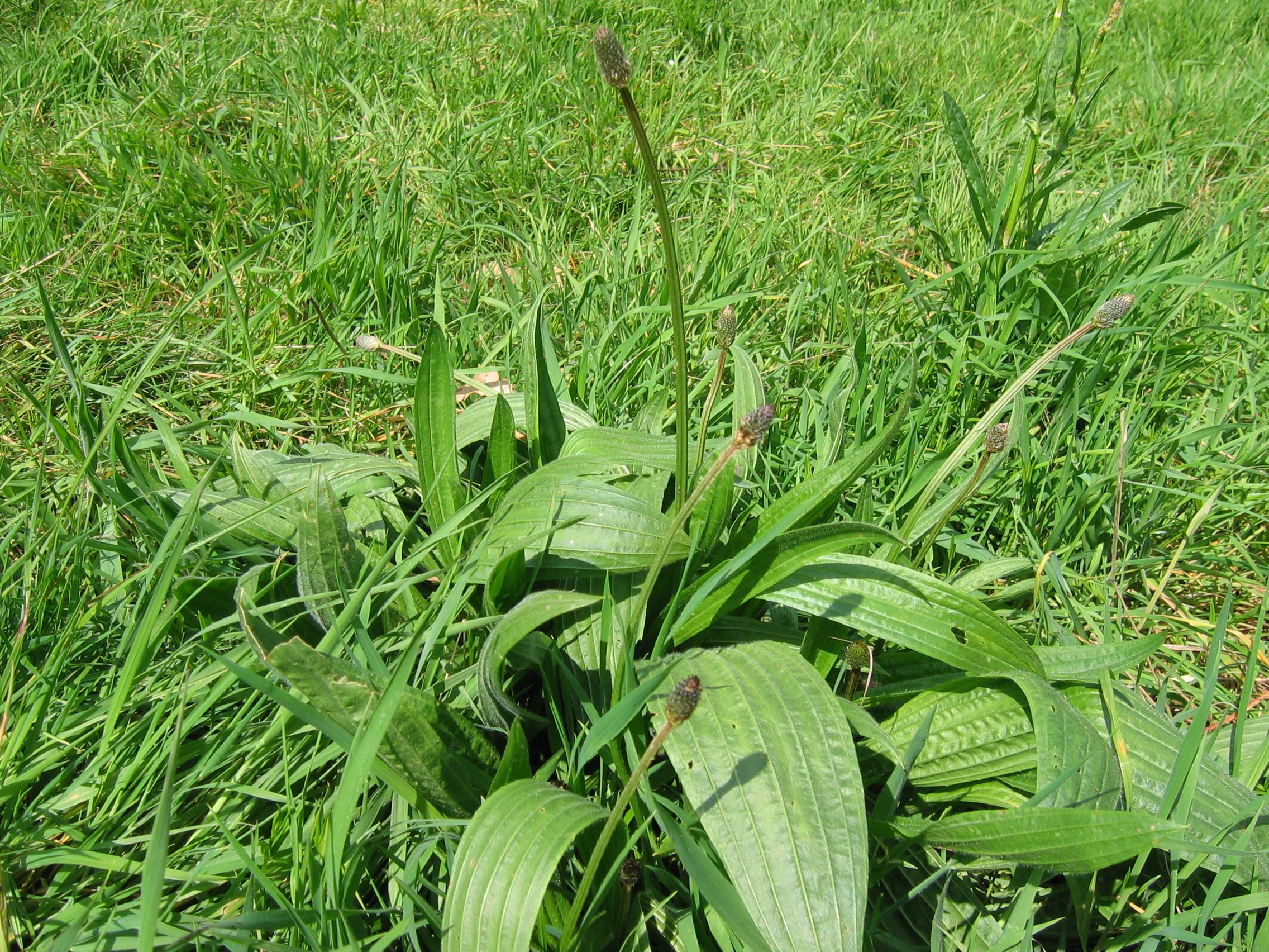 Plant image 1