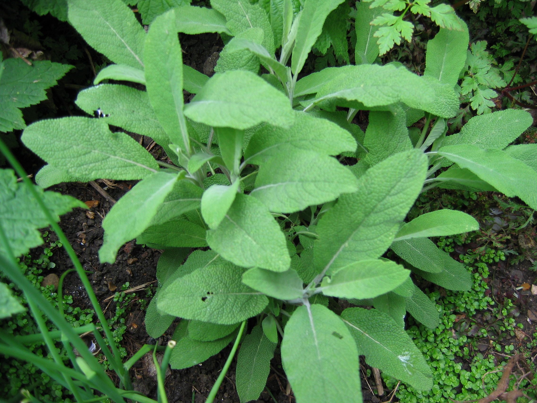 Plant image 3