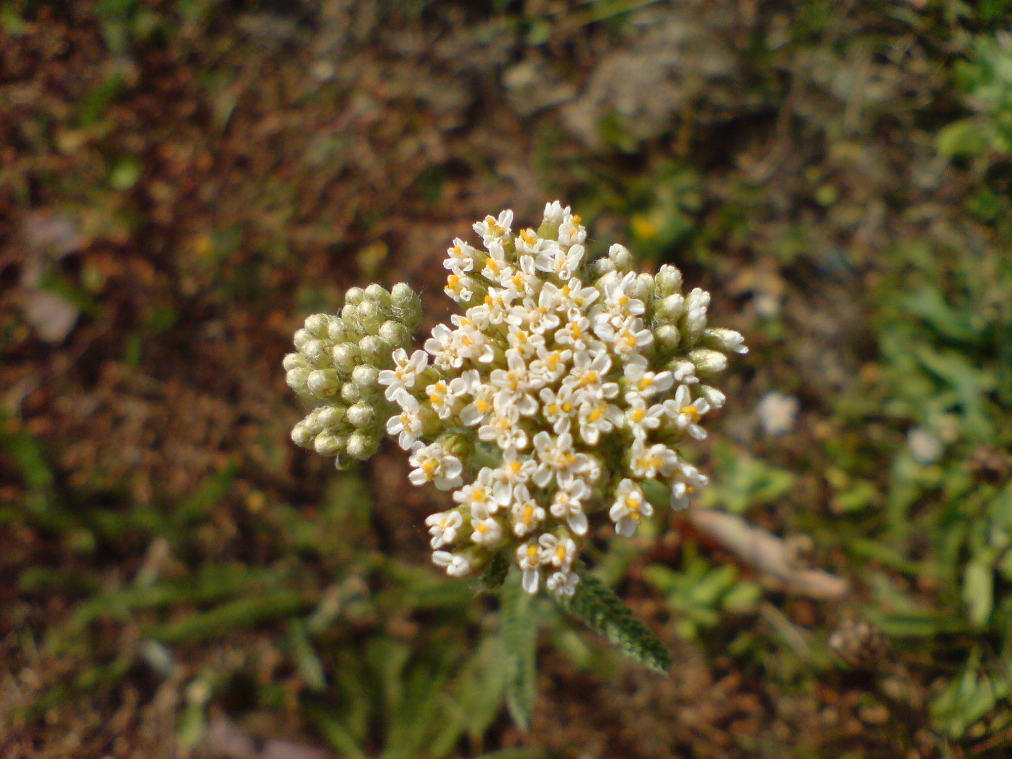 Plant image 1