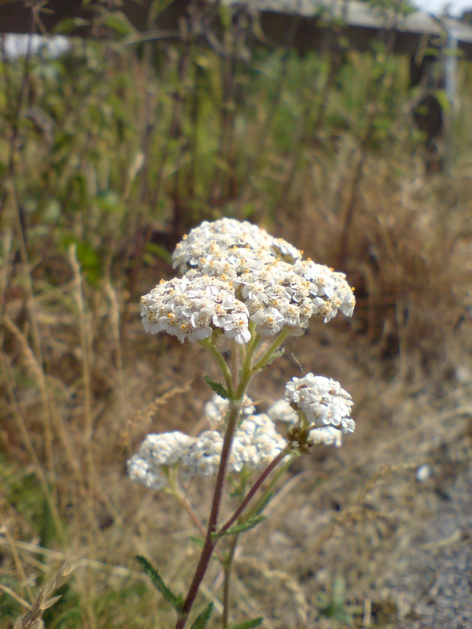 Yarrow 